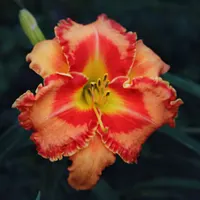 Volcano Queen AHS image