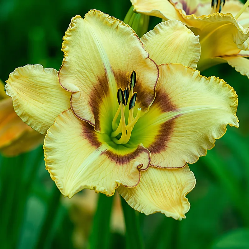 Small World Tornado AHS image