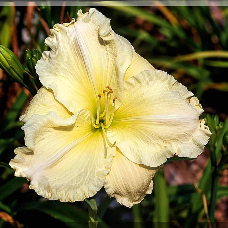 Polar Fizz daylily bloom