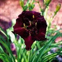 Velvet Onyx AHS image