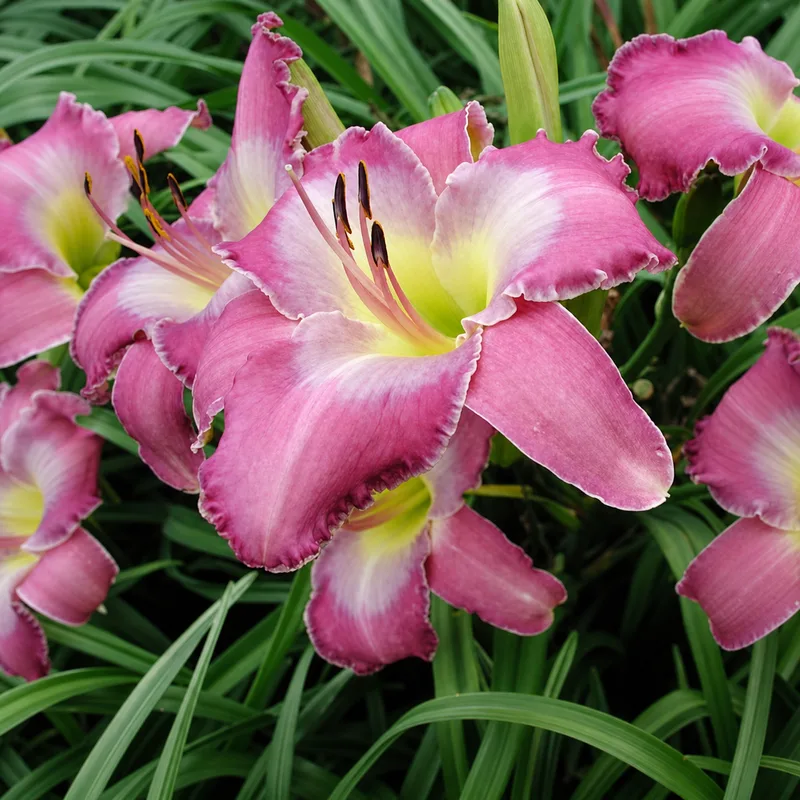 Abundant Cascades