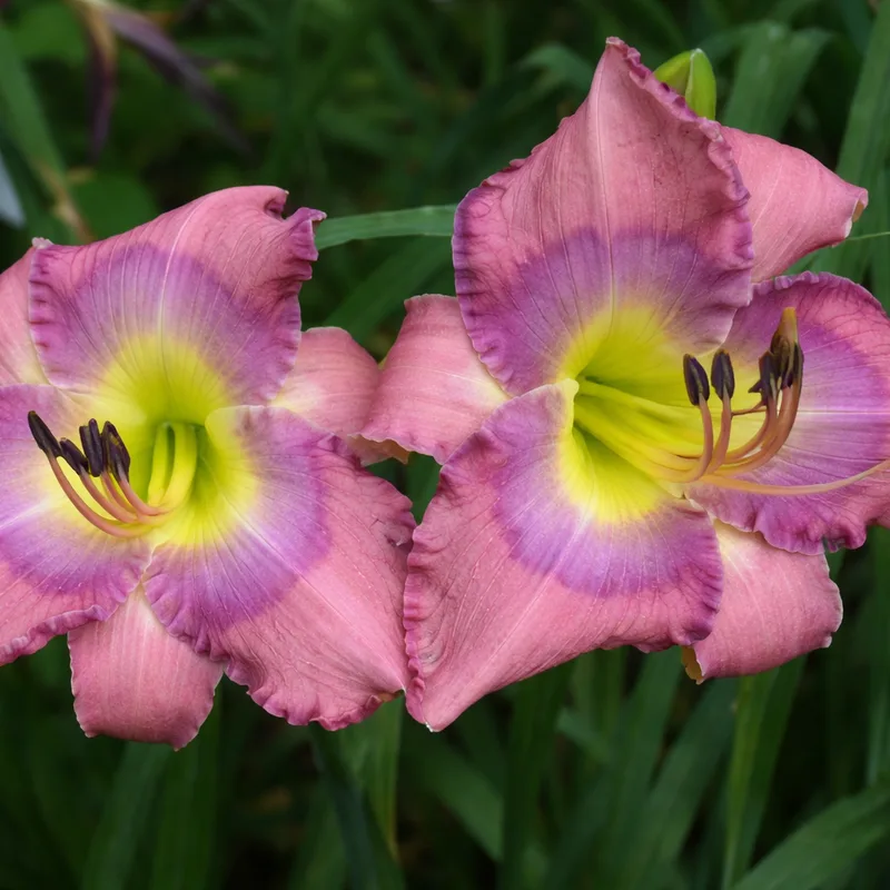 Blueberry Blush AHS image