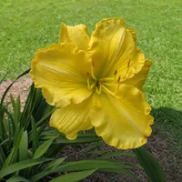 Regal Yellow AHS image