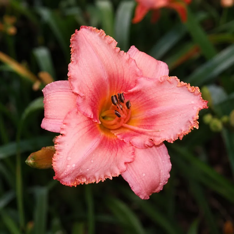 Apricot Dumples