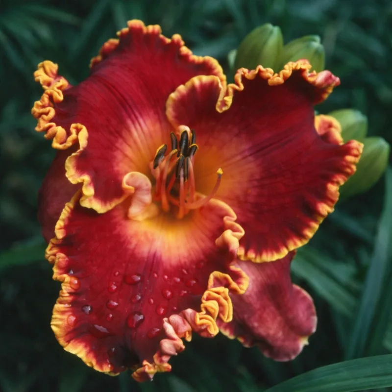 Spacecoast Cranberry Kid AHS image