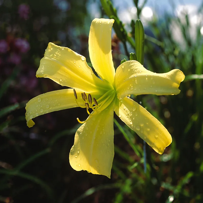 Lemon Madeline daylily bloom