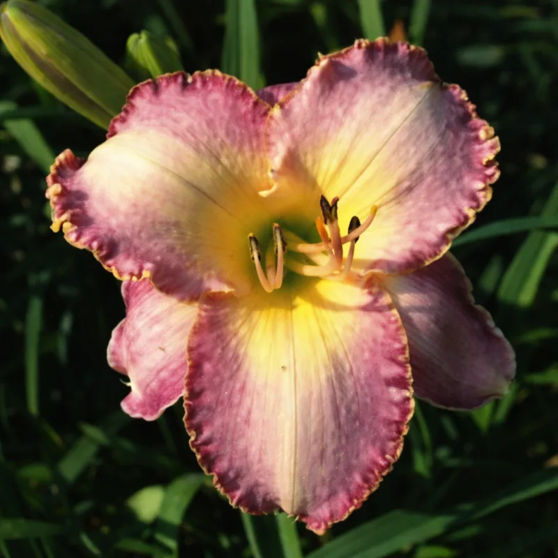Lavender Border AHS image