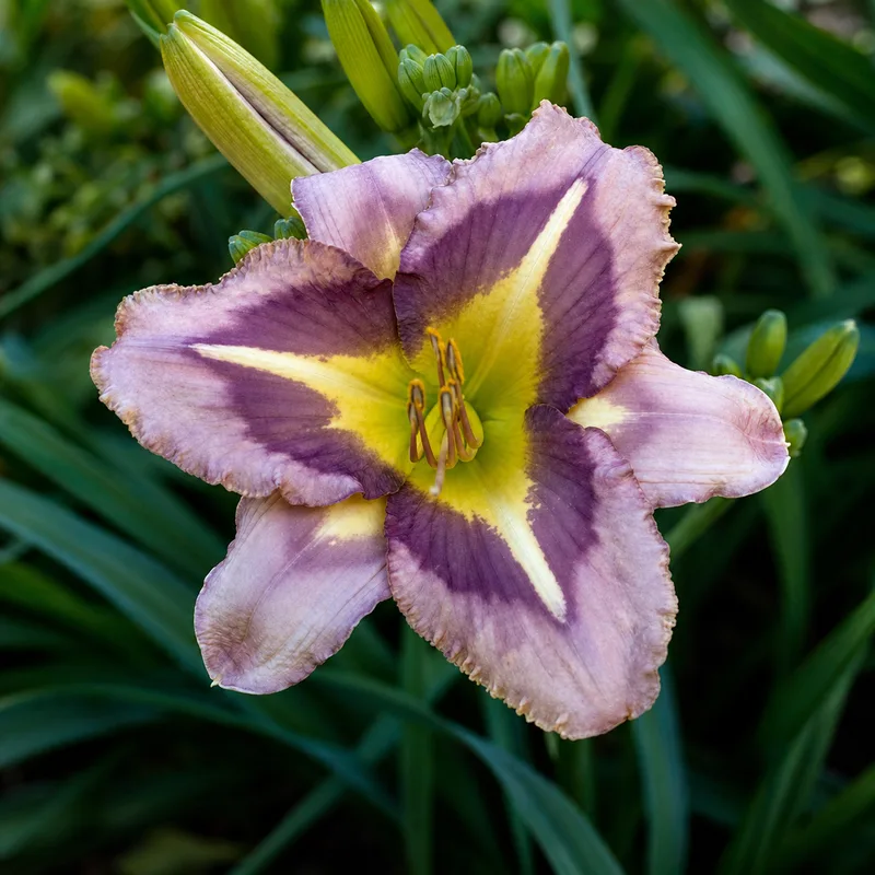 A Bodacious Pattern