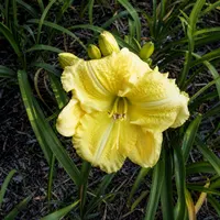 Yellow Explosion AHS image