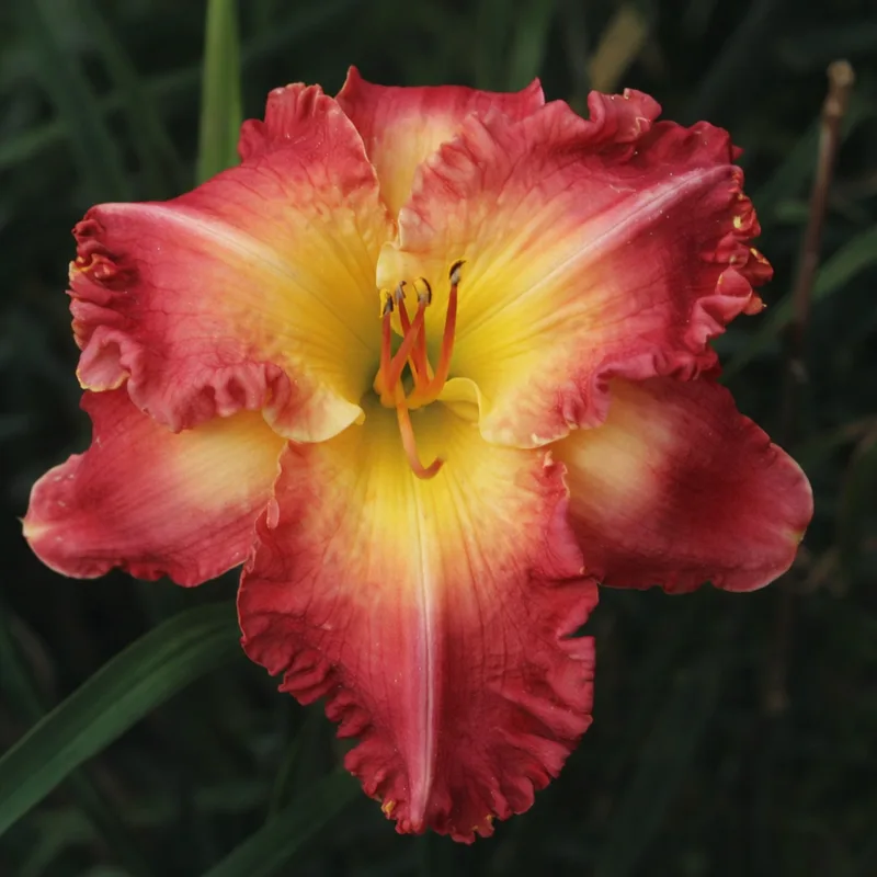 Suburban Big Ma AHS image
