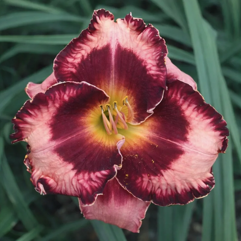 Francois Verhaert daylily bloom