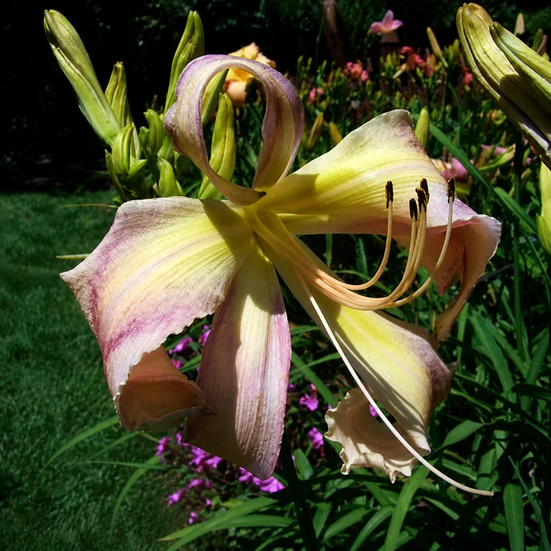 Lovely Pink Lady