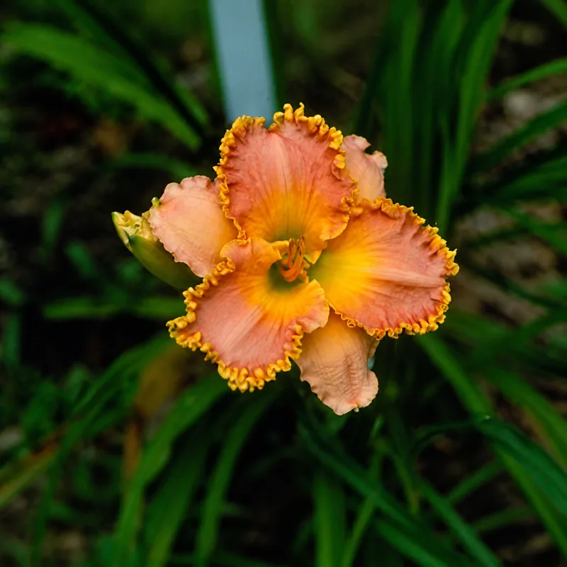 Tropical Tiara