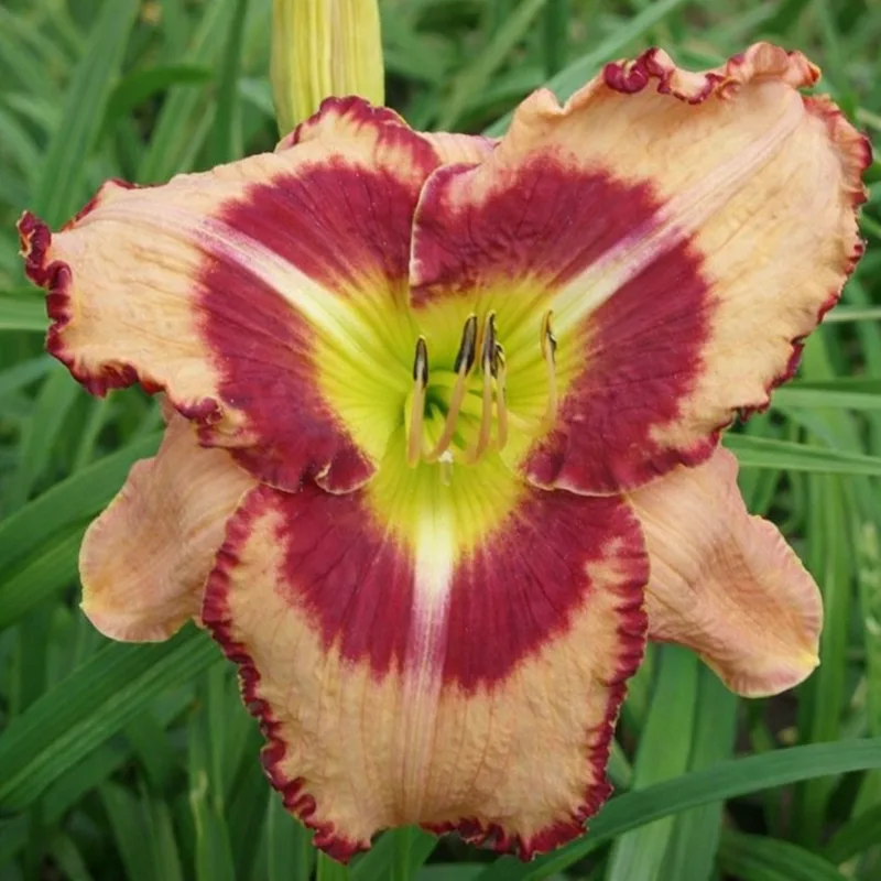 Étoile daylily bloom