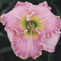 Ricter AHS image