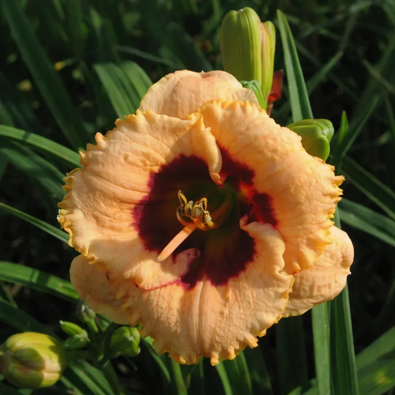 Tiny Morsel daylily bloom