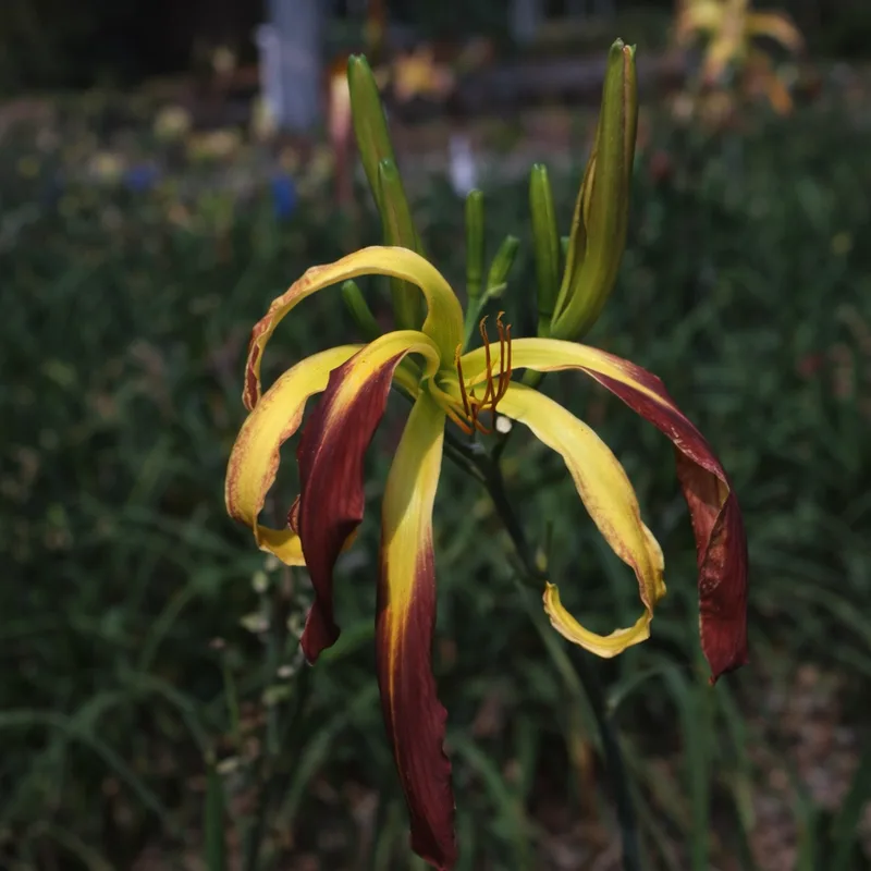 Hang Six daylily bloom