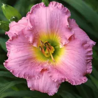 Blue Pink Beauty AHS image