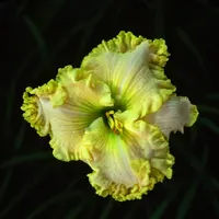 Green Mystique AHS image