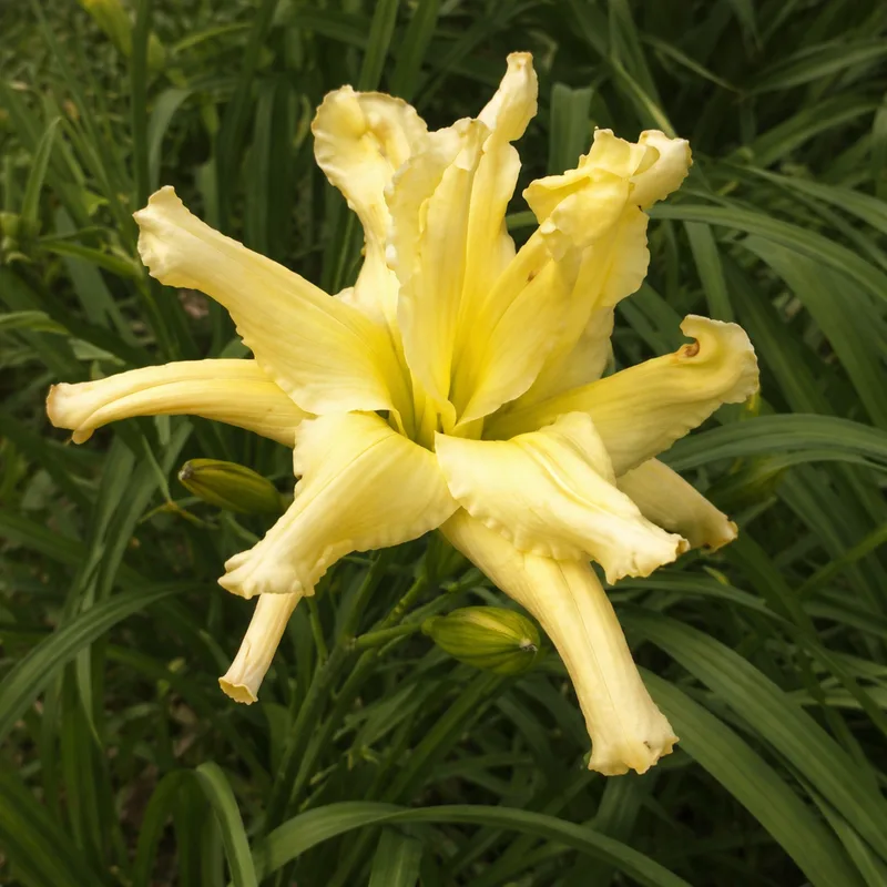 Firefly Frenzy from PlantFancyGardens, LLC