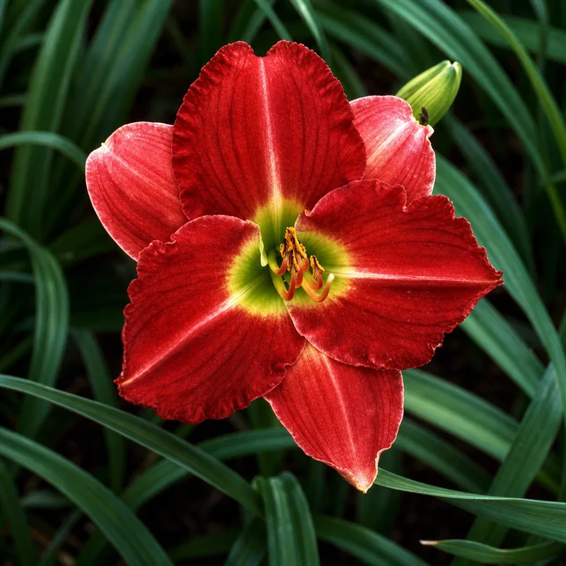 Billye Red