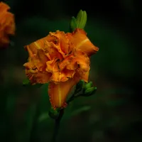 Double Luscious AHS image