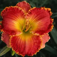 Berry Patch AHS image