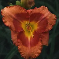 Spacecoast Firestarter AHS image