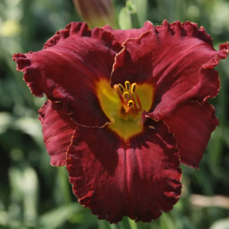 Spacecoast Rebel Yell daylily bloom