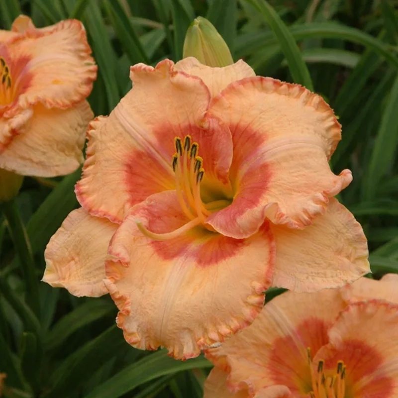 Spacecoast Sweet Eye daylily bloom