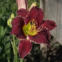 Cosmic Sensation AHS image