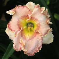 Reyna AHS image