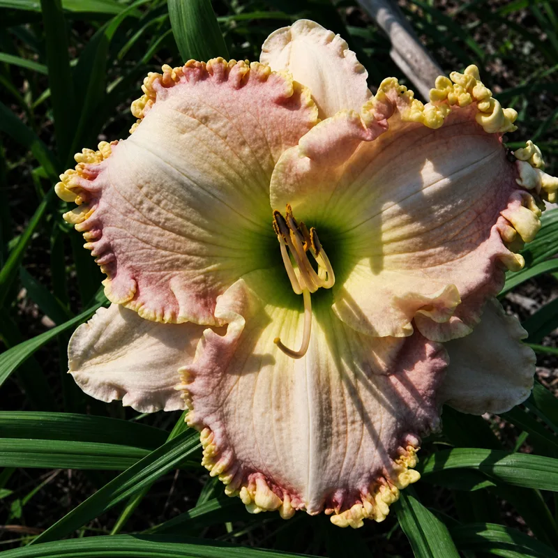 Bodacious Blush