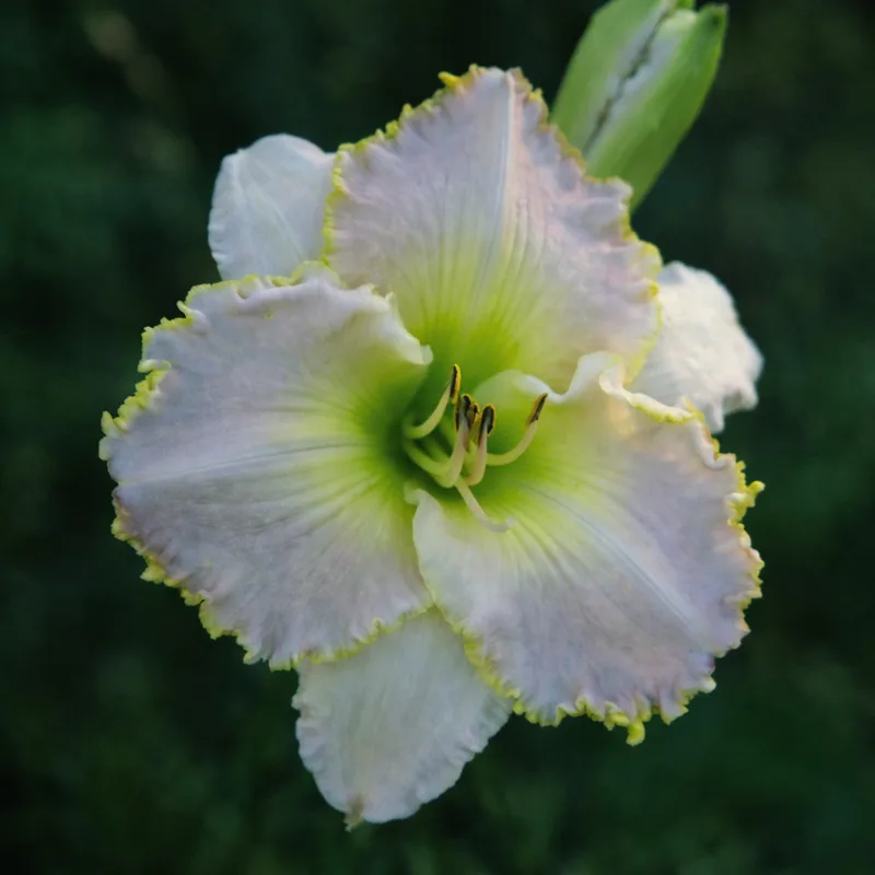 Greywoods Dixie Belle AHS image
