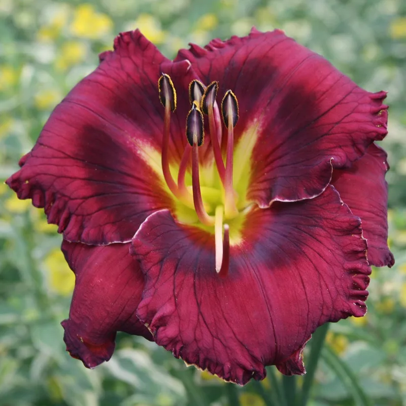 Ebony Pools daylily bloom