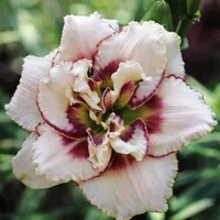 Darya AHS image