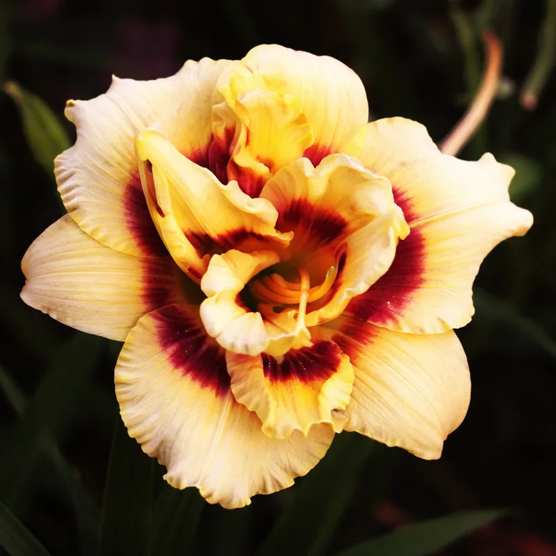 Little Music Maker daylily bloom