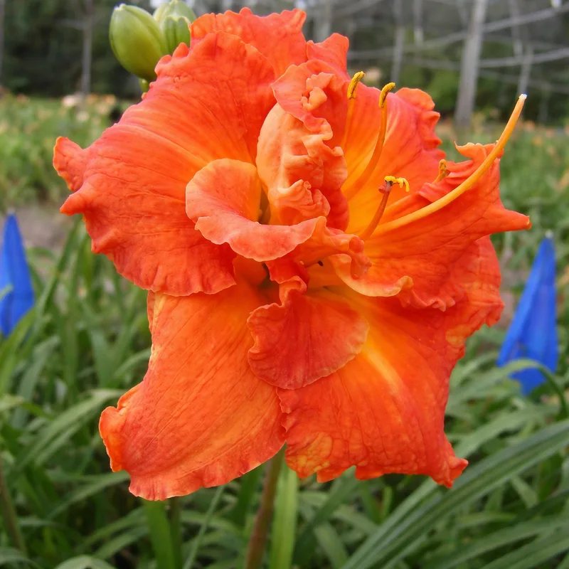 Guadalajara daylily bloom