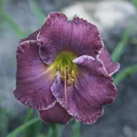 Beauty of the King AHS image
