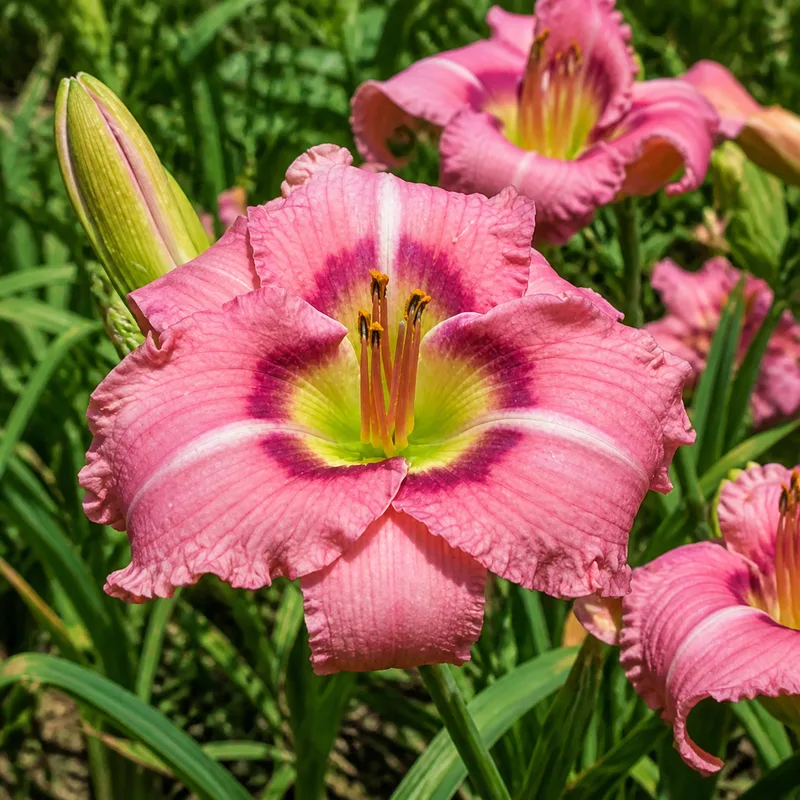 Pink Giggles