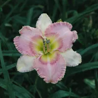 Dixie Debutante AHS image