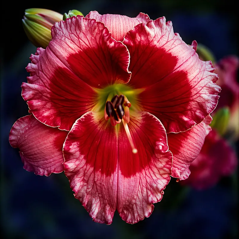 Cherry Burst