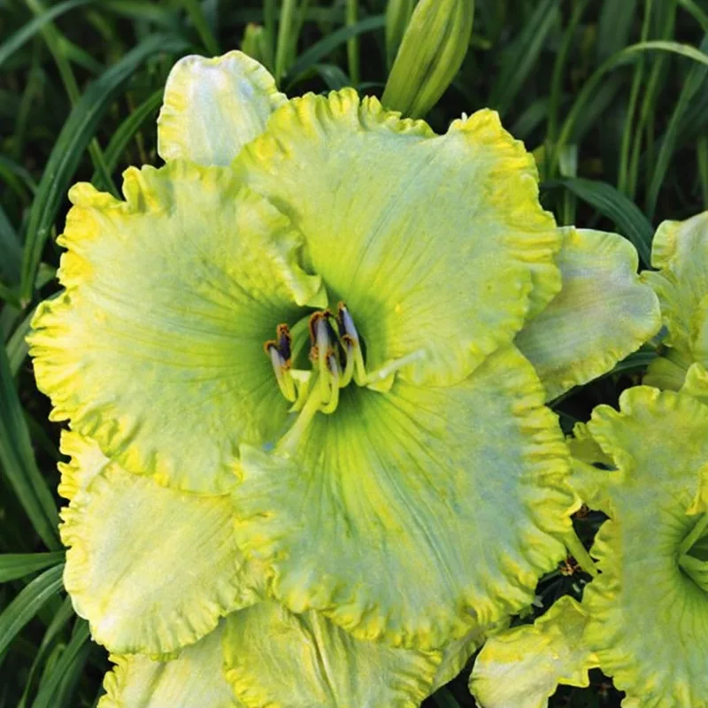 Florida's Garden Light daylily bloom