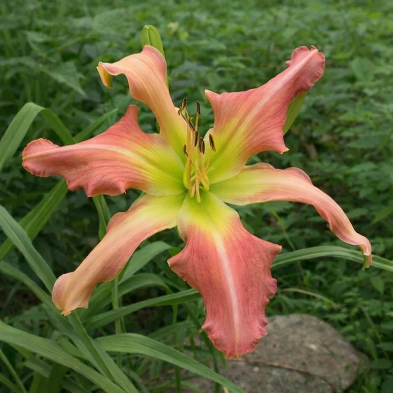 Webster's Pink Wonder