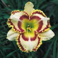 Lady Betty Fretz AHS image