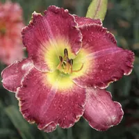 Mahdi AHS image