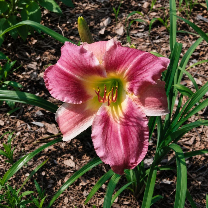 Blushing Wonder