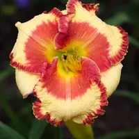 Ledgewood's Cinnamon Lace AHS image