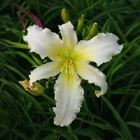 Heavenly Angel Ice AHS image