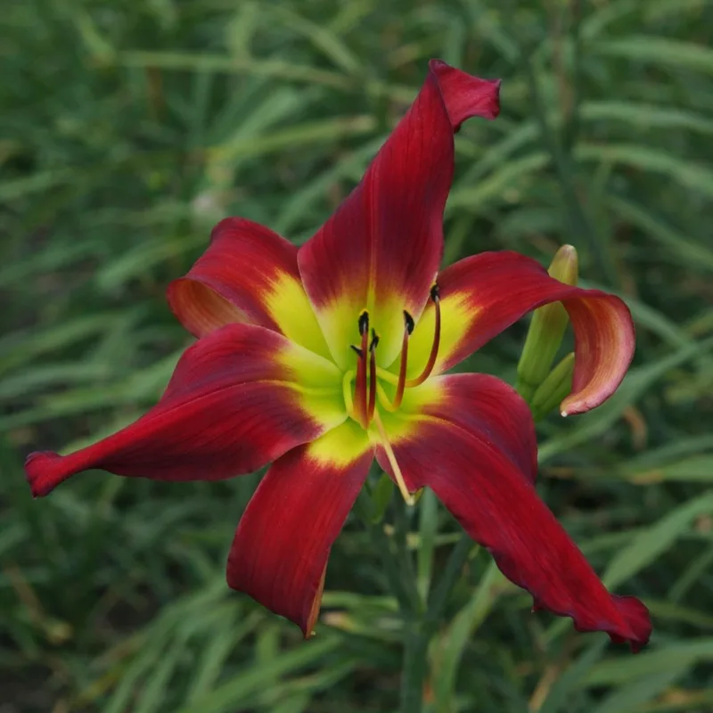 Wayne Felgar daylily bloom
